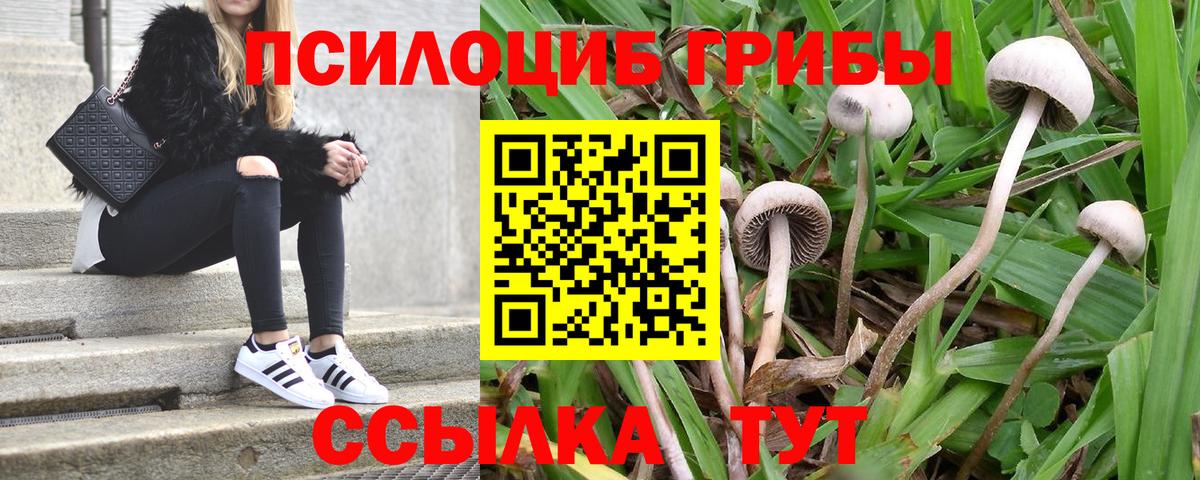 Воронеж  закладка  Вход с VPN  Псилоцибиновые грибы MAGIC MUSHROOMS  Псилоцибиновые грибы Psilocybine cubensis 